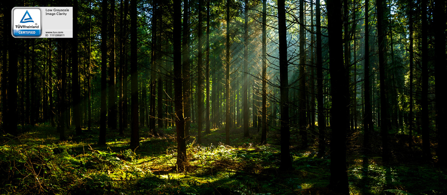 Some sunlight is peeking through the dense trees in the dark forest, and even the details in the dark forest without much light are well defined.