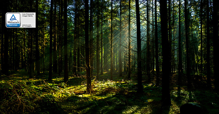 Some sunlight is peeking through the dense trees in the dark forest, and even the details in the dark forest without much light are well defined.